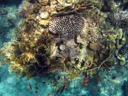 To use this stock image in your creative project, please select the size you need over to the right and click the "Add to Cart" button.
Your downloaded image will come with the Cutcaster watermark removed so don’t worry about the watermark you see on this page. Find green small fishes stock photo, Tropical fishes and coral reef by Roman Vintonyak