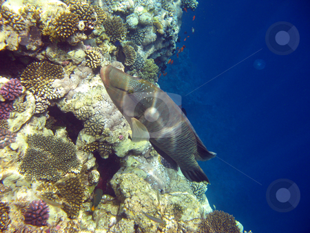 To use this stock image in your creative project, please select the size you need over to the right and click the "Add to Cart" button.
Your downloaded image will come with the Cutcaster watermark removed so don’t worry about the watermark you see on this page. Napoleon fish stock photo, Tropical fish and coral reef by Roman Vintonyak