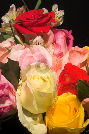 To use this stock image in your creative project, please select the size you need over to the right and click the "Add to Cart" button.
Your downloaded image will come with the Cutcaster watermark removed so don’t worry about the watermark you see on this page. Assorted Roses stock photo, An assortment of colorful freshly cut roses. by Robert Byron