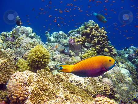 To use this stock image in your creative project, please select the size you need over to the right and click the "Add to Cart" button.
Your downloaded image will come with the Cutcaster watermark removed so don’t worry about the watermark you see on this page. Tropical coral reef stock photo, Tropical fishes and coral reef of red sea by Roman Vintonyak