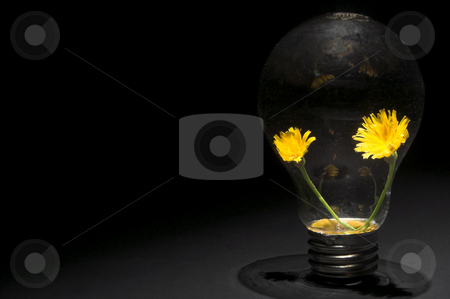 To use this stock image in your creative project, please select the size you need over to the right and click the "Add to Cart" button.
Your downloaded image will come with the Cutcaster watermark removed so don’t worry about the watermark you see on this page. Dandelion Light Bulb stock photo, A pair of dandelions in a light bulb. Conservation, ecology concept. by Robert Byron