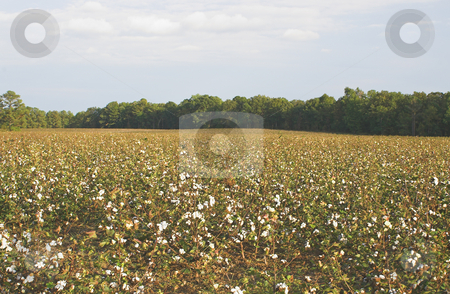 To use this stock image in your creative project, please select the size you need over to the right and click the "Add to Cart" button.
Your downloaded image will come with the Cutcaster watermark removed so don’t worry about the watermark you see on this page. Cotton Field stock photo, A field of cotton ready for harvest. by Robert Byron