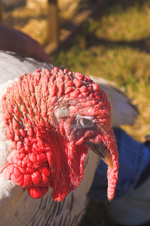 To use this stock image in your creative project, please select the size you need over to the right and click the "Add to Cart" button.
Your downloaded image will come with the Cutcaster watermark removed so don’t worry about the watermark you see on this page. Turkey stock photo, A close-up view of a large domesticated turkey. by Robert Byron