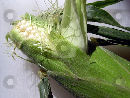 To use this stock image in your creative project, please select the size you need over to the right and click the "Add to Cart" button.
Your downloaded image will come with the Cutcaster watermark removed so don’t worry about the watermark you see on this page. Ear of corn stock photo, An ear of corn still in it's husk by Rob Wright