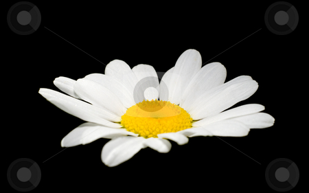 To use this stock image in your creative project, please select the size you need over to the right and click the "Add to Cart" button.
Your downloaded image will come with the Cutcaster watermark removed so don’t worry about the watermark you see on this page. Daisy On Black stock photo, A white daisy isolated on a black background by Richard Nelson