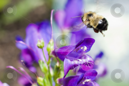 To use this stock image in your creative project, please select the size you need over to the right and click the "Add to Cart" button.
Your downloaded image will come with the Cutcaster watermark removed so don’t worry about the watermark you see on this page. Bumblebee stock photo, A bumblebee hovering over a blue flower collecting pollen by Richard Nelson