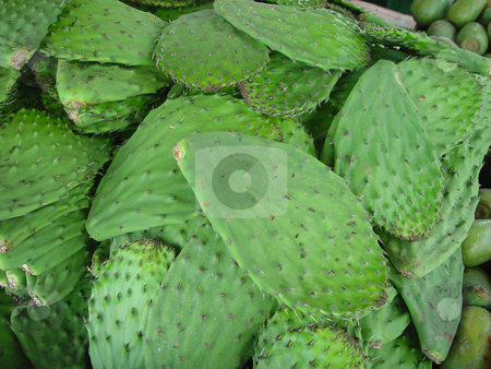To use this stock image in your creative project, please select the size you need over to the right and click the "Add to Cart" button.
Your downloaded image will come with the Cutcaster watermark removed so don’t worry about the watermark you see on this page. Cactus Leaves stock photo, Fresh Cactus leaves at the market by Jack Schiffer