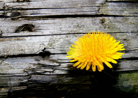 To use this stock image in your creative project, please select the size you need over to the right and click the "Add to Cart" button.
Your downloaded image will come with the Cutcaster watermark removed so don’t worry about the watermark you see on this page. Dandelion stock photo, Dandelion growing from under landscape timber by Jack Schiffer