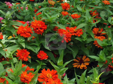 To use this stock image in your creative project, please select the size you need over to the right and click the "Add to Cart" button.
Your downloaded image will come with the Cutcaster watermark removed so don’t worry about the watermark you see on this page. Wild Flowers stock photo, Wild flowers growing near a park by Marburg