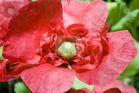 To use this stock image in your creative project, please select the size you need over to the right and click the "Add to Cart" button.
Your downloaded image will come with the Cutcaster watermark removed so don’t worry about the watermark you see on this page. Macro Poppy stock photo, Macro view of a red poppy shot outside by Richard Nelson