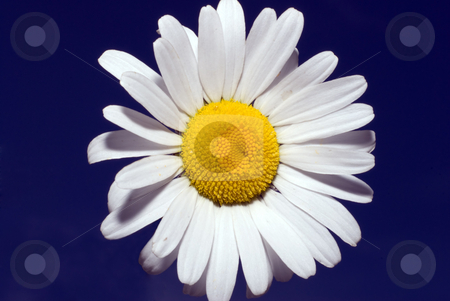 To use this stock image in your creative project, please select the size you need over to the right and click the "Add to Cart" button.
Your downloaded image will come with the Cutcaster watermark removed so don’t worry about the watermark you see on this page. White Daisy stock photo, A white daisy shot against dark blue by Richard Nelson