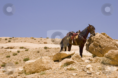 To use this stock image in your creative project, please select the size you need over to the right and click the "Add to Cart" button.
Your downloaded image will come with the Cutcaster watermark removed so don’t worry about the watermark you see on this page. Desert Horse stock photo, Horse in the desert near Petra, Jordan. by Andrei Harwell