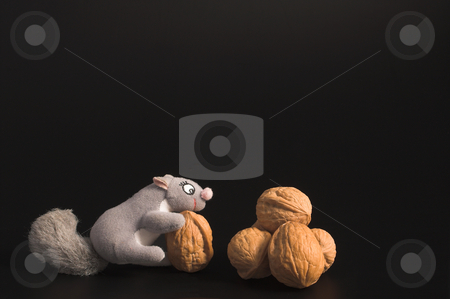 To use this stock image in your creative project, please select the size you need over to the right and click the "Add to Cart" button.
Your downloaded image will come with the Cutcaster watermark removed so don’t worry about the watermark you see on this page. Squirrel and Walnuts stock photo, A squirrel and an assortment of walnuts. by Robert Byron