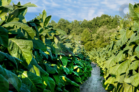To use this stock image in your creative project, please select the size you need over to the right and click the "Add to Cart" button.
Your downloaded image will come with the Cutcaster watermark removed so don’t worry about the watermark you see on this page. Tobacco Field stock photo, Healthy tobacco plants on a farm field. by Robert Byron