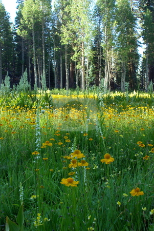 To use this stock image in your creative project, please select the size you need over to the right and click the "Add to Cart" button.
Your downloaded image will come with the Cutcaster watermark removed so don’t worry about the watermark you see on this page. Flower Meadow stock photo, A sierra meadow boardered by Aspens and Pines and covered by flowers. by Lynn Bendickson