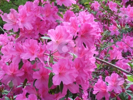 To use this stock image in your creative project, please select the size you need over to the right and click the "Add to Cart" button.
Your downloaded image will come with the Cutcaster watermark removed so don’t worry about the watermark you see on this page. Azalea stock photo, Azaleas in bloom on an early Spring day by Kim Williams