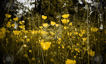 To use this stock image in your creative project, please select the size you need over to the right and click the "Add to Cart" button.
Your downloaded image will come with the Cutcaster watermark removed so don’t worry about the watermark you see on this page. Field of Yellow Wildflowers and Grasses with Low Saturation and Vignette stock photo, Selective focus on field of yellow daisies by Mark S