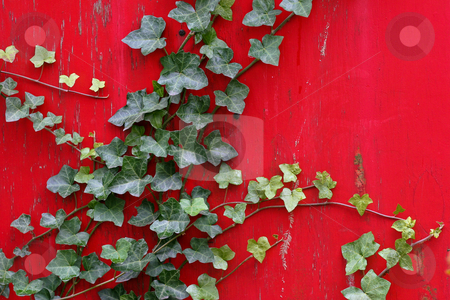 To use this stock image in your creative project, please select the size you need over to the right and click the "Add to Cart" button.
Your downloaded image will come with the Cutcaster watermark removed so don’t worry about the watermark you see on this page. Green English Ivy On Old Bright Red Painted Wall stock photo, Ivy creeps up old house wall by Mark S
