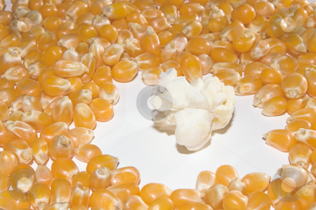 To use this stock image in your creative project, please select the size you need over to the right and click the "Add to Cart" button.
Your downloaded image will come with the Cutcaster watermark removed so don’t worry about the watermark you see on this page. Popcorn stock photo, Fresh popcorn in the middle of kernels. by Robert Byron