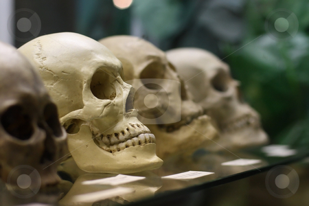 To use this stock image in your creative project, please select the size you need over to the right and click the "Add to Cart" button.
Your downloaded image will come with the Cutcaster watermark removed so don’t worry about the watermark you see on this page. Human skulls standing on the glass shelf stock photo, Human skulls standing on the glass shelf by Andrey Yanevich
