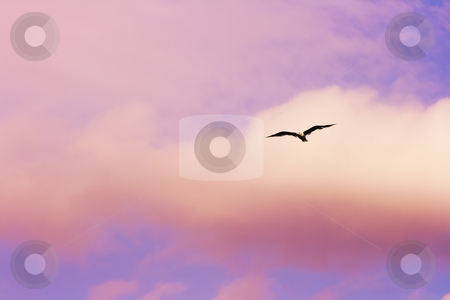 To use this stock image in your creative project, please select the size you need over to the right and click the "Add to Cart" button.
Your downloaded image will come with the Cutcaster watermark removed so don’t worry about the watermark you see on this page. Seagull flying at the dramatic sunset sky stock photo, Seagull flying at the dramatic sunset sky by Andrey Yanevich