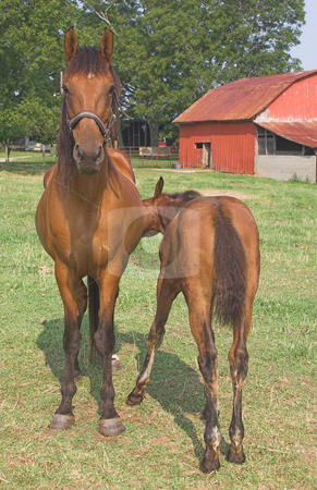 To use this stock image in your creative project, please select the size you need over to the right and click the "Add to Cart" button.
Your downloaded image will come with the Cutcaster watermark removed so don’t worry about the watermark you see on this page. A Horse and Foal stock photo, A mother horse and her foal. by Robert Byron
