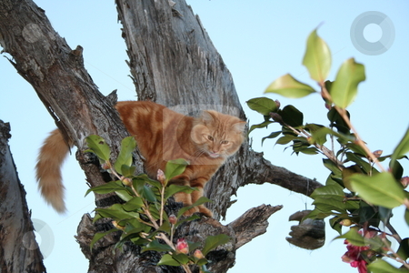 To use this stock image in your creative project, please select the size you need over to the right and click the "Add to Cart" button.
Your downloaded image will come with the Cutcaster watermark removed so don’t worry about the watermark you see on this page. Tabby cat perched in tree stock photo, Orange tabby cat up in a tree by Debbie Hayes