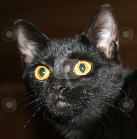 To use this stock image in your creative project, please select the size you need over to the right and click the "Add to Cart" button.
Your downloaded image will come with the Cutcaster watermark removed so don’t worry about the watermark you see on this page. Black Cat stock photo, Black cat starring by Debbie Hayes