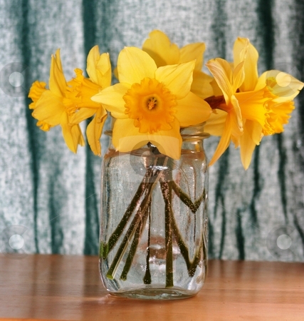 To use this stock image in your creative project, please select the size you need over to the right and click the "Add to Cart" button.
Your downloaded image will come with the Cutcaster watermark removed so don’t worry about the watermark you see on this page. Daffodils on table stock photo, Yellow Daffodils in a vase on a table by Debbie Hayes