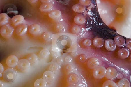 To use this stock image in your creative project, please select the size you need over to the right and click the "Add to Cart" button.
Your downloaded image will come with the Cutcaster watermark removed so don’t worry about the watermark you see on this page. Squid centre stock photo, Details of the tentacles and mouth of a squid by Stephen Gibson
