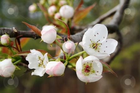 To use this stock image in your creative project, please select the size you need over to the right and click the "Add to Cart" button.
Your downloaded image will come with the Cutcaster watermark removed so don’t worry about the watermark you see on this page. Wild Pear Tree Blossoms stock photo, The blooms on a wild pear tree. by Debbie Hayes