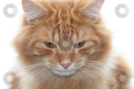 To use this stock image in your creative project, please select the size you need over to the right and click the "Add to Cart" button.
Your downloaded image will come with the Cutcaster watermark removed so don’t worry about the watermark you see on this page. Orange Tabby Cat stock photo, My cat, Opie, sitting on top of a car. I used the white of the sky as my background. by Debbie Hayes