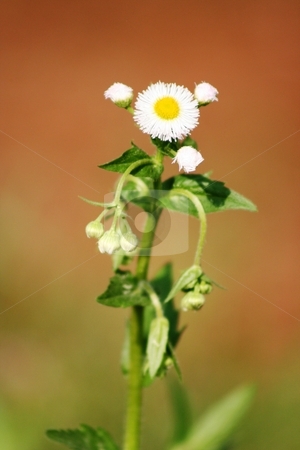 To use this stock image in your creative project, please select the size you need over to the right and click the "Add to Cart" button.
Your downloaded image will come with the Cutcaster watermark removed so don’t worry about the watermark you see on this page. Wild Flower stock photo, Wild flower growing in my yard. by Debbie Hayes