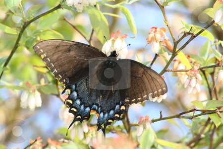 To use this stock image in your creative project, please select the size you need over to the right and click the "Add to Cart" button.
Your downloaded image will come with the Cutcaster watermark removed so don’t worry about the watermark you see on this page. Butterfly in Blueberry Bush stock photo, This is a picture I took of a black and blue butterfly on a blueberry bush by Debbie Hayes