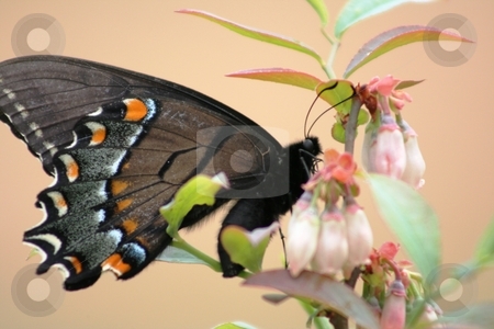 To use this stock image in your creative project, please select the size you need over to the right and click the "Add to Cart" button.
Your downloaded image will come with the Cutcaster watermark removed so don’t worry about the watermark you see on this page. Butterfly on a Bush stock photo, This is a picture I took of a butterfly on a blueberry bush blossom. by Debbie Hayes