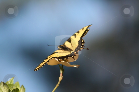 To use this stock image in your creative project, please select the size you need over to the right and click the "Add to Cart" button.
Your downloaded image will come with the Cutcaster watermark removed so don’t worry about the watermark you see on this page. Butterfly yellow and black stock photo, Yellow and black butterfly on a Dogwood bloom by Debbie Hayes
