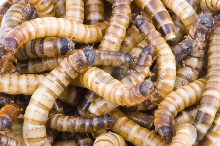 To use this stock image in your creative project, please select the size you need over to the right and click the "Add to Cart" button.
Your downloaded image will come with the Cutcaster watermark removed so don’t worry about the watermark you see on this page. Superworms stock photo, A detail of a group of Zophobas Morio by Petr Koudelka