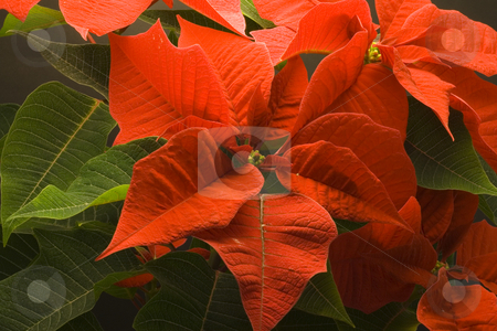 To use this stock image in your creative project, please select the size you need over to the right and click the "Add to Cart" button.
Your downloaded image will come with the Cutcaster watermark removed so don’t worry about the watermark you see on this page. Poinsettia stock photo, Poinsettia Pulcherrima - christmas flower - seasonal decoration - close up by Petr Koudelka