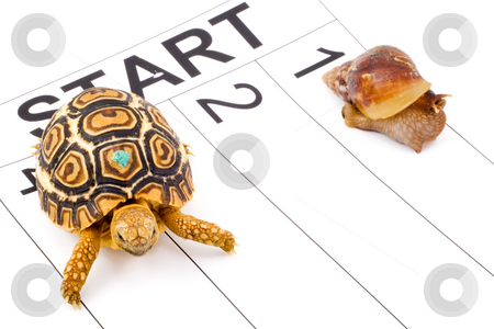 To use this stock image in your creative project, please select the size you need over to the right and click the "Add to Cart" button.
Your downloaded image will come with the Cutcaster watermark removed so don’t worry about the watermark you see on this page. Speed Contest stock photo, A tortoise competing with a snail in a runnig race by Petr Koudelka