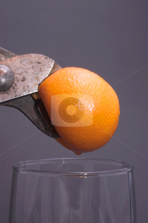 To use this stock image in your creative project, please select the size you need over to the right and click the "Add to Cart" button.
Your downloaded image will come with the Cutcaster watermark removed so don’t worry about the watermark you see on this page. Squeezing an Orange stock photo, Fresh squeezed orange juice. by Robert Byron