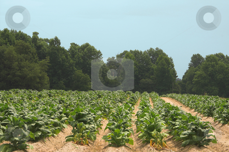 To use this stock image in your creative project, please select the size you need over to the right and click the "Add to Cart" button.
Your downloaded image will come with the Cutcaster watermark removed so don’t worry about the watermark you see on this page. Tobacco Field stock photo, Healthy tobacco plants on a farm field. by Robert Byron