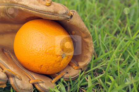 To use this stock image in your creative project, please select the size you need over to the right and click the "Add to Cart" button.
Your downloaded image will come with the Cutcaster watermark removed so don’t worry about the watermark you see on this page. An Orange in a Baseball Glove stock photo, A delicious orange in a baseball glove. by Robert Byron