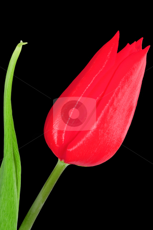 To use this stock image in your creative project, please select the size you need over to the right and click the "Add to Cart" button.
Your downloaded image will come with the Cutcaster watermark removed so don’t worry about the watermark you see on this page. Red Tulip stock photo, A bloom of a red tulip on the black background by Petr Koudelka
