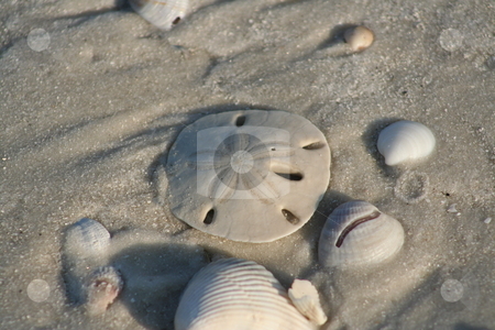 To use this stock image in your creative project, please select the size you need over to the right and click the "Add to Cart" button.
Your downloaded image will come with the Cutcaster watermark removed so don’t worry about the watermark you see on this page. Seashells stock photo, Seashells from Mexico Beach, Florida by Debbie Hayes