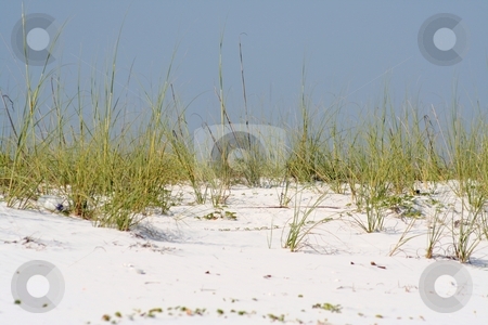 To use this stock image in your creative project, please select the size you need over to the right and click the "Add to Cart" button.
Your downloaded image will come with the Cutcaster watermark removed so don’t worry about the watermark you see on this page. Sea Grass stock photo, Sea grass at Mexico Beach, Florida by Debbie Hayes