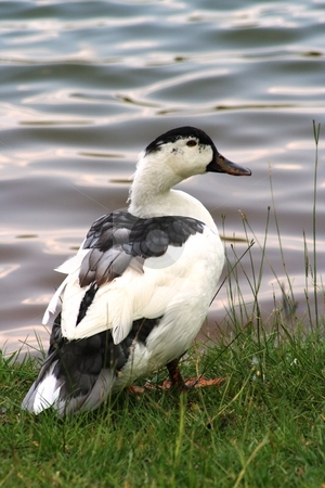 To use this stock image in your creative project, please select the size you need over to the right and click the "Add to Cart" button.
Your downloaded image will come with the Cutcaster watermark removed so don’t worry about the watermark you see on this page. Duck by a Pond stock photo, Duck walking by a pond by Debbie Hayes