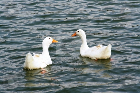 To use this stock image in your creative project, please select the size you need over to the right and click the "Add to Cart" button.
Your downloaded image will come with the Cutcaster watermark removed so don’t worry about the watermark you see on this page. Two Ducks on a Pond stock photo, Two ducks swimming in a pond by Debbie Hayes