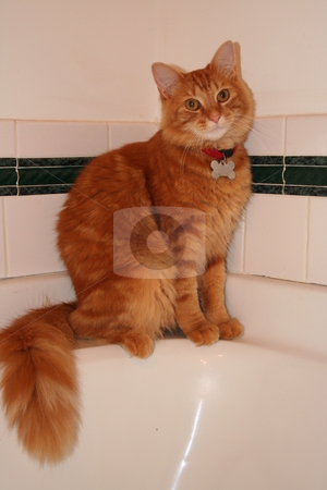To use this stock image in your creative project, please select the size you need over to the right and click the "Add to Cart" button.
Your downloaded image will come with the Cutcaster watermark removed so don’t worry about the watermark you see on this page. Orange Tabby Cat on Bathtub stock photo, Orange tabby cat posing on the side of the bathtub. by Debbie Hayes