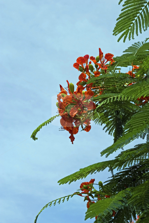 To use this stock image in your creative project, please select the size you need over to the right and click the "Add to Cart" button.
Your downloaded image will come with the Cutcaster watermark removed so don’t worry about the watermark you see on this page. Royal Poincetta Tree stock photo, Royal Poincetta tree in full bloom by Robert Cabrera