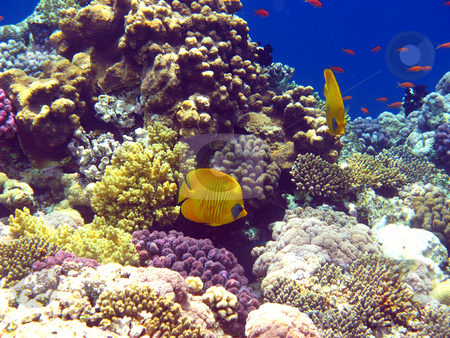 To use this stock image in your creative project, please select the size you need over to the right and click the "Add to Cart" button.
Your downloaded image will come with the Cutcaster watermark removed so don’t worry about the watermark you see on this page. Coral reef in Red sea stock photo, Tropical fish and coral reef by Roman Vintonyak